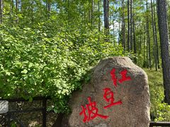-莫尔道嘎国家森林公园