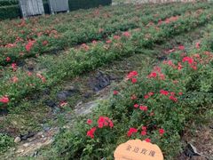 -亚龙湾国际玫瑰谷