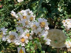 -武汉紫薇都市田园