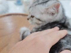 -共舞时光猫咖·狗咖(新街口店)