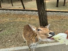 -秦皇岛野生动物园