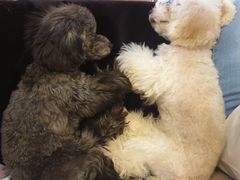 -more than meow吴止猫主题餐厅(承德 中船汇店)