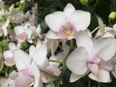 -东南花都花博园
