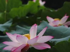 -大湾区中央湿地公园
