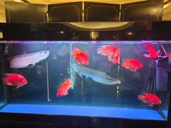 -海天楼中餐厅(吴宫泛太平洋酒店)