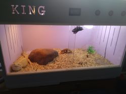 -椿树下·Tattoo纹身工作室