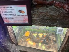 -上海大自然野生昆虫馆(东方明珠·爬宠昆虫探索中心)