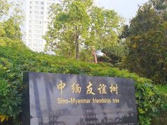 -中缅友谊树