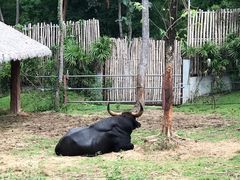 -清迈夜间动物园