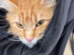 -四月宠物医院·猫专科·心脏专科·内科(转塘店)