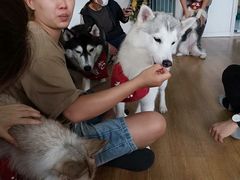 -Husky Go! 哈士奇体验馆·宠物咖啡厅狗咖