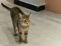 -猫儿山۰猫主题餐厅
