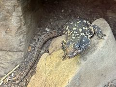 -阿提斯皇家动物园