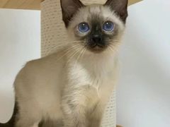 -欣宠猫屋·矮脚拿破仑·蓝金金渐层