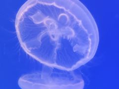 -海合安武汉极地海洋公园