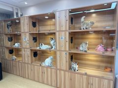 -猫十亿·布偶金渐层·曼基康矮脚猫舍(青年路店)