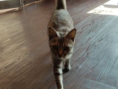 -猫岛主趣味餐厅(鼓浪屿店)