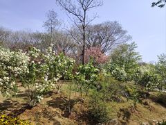 -羊山湖公园