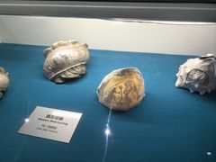 -青岛贝壳博物馆
