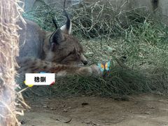 -青藏高原野生动物园