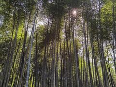 -缙云山景区
