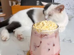 -喵园·猫主题咖啡厅·撸猫·猫咖(国贸店)