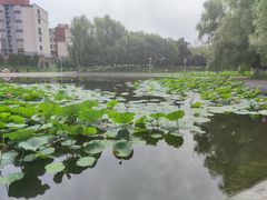 -长春市南湖公园