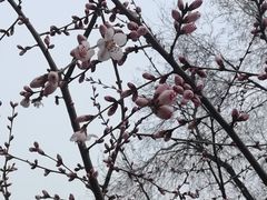 -丰台花园