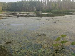 -东郊湿地公园