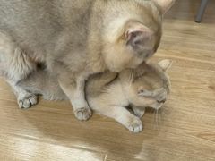 -有喵·猫咖·狗咖·30几只猫10只小狗(岗厦店)