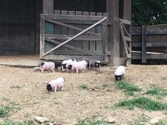 -田园东方蜜桃村的田野营地
