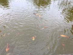 -成都安仁福朋喜来登酒店