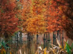 -白鹭湾湿地公园