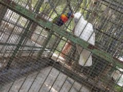 -广东茂名森林公园