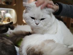 -藦茜花园宠物主题亲子互动体验馆(国顺东路店)