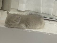 -佳雯宠物医院·皮肤科·内外科(春晓路分院)