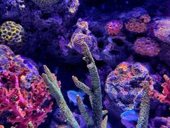 -暹罗海洋世界