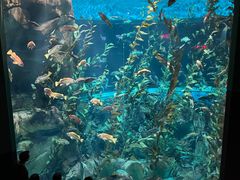 -瑞普利水族馆