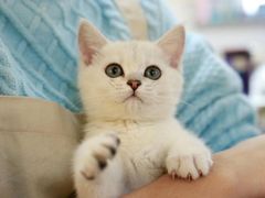 -lincat·猫舍(广州店)