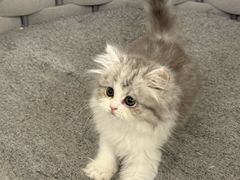 -lincat·猫舍(广州店)