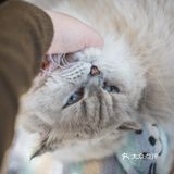 其实也就是溜达下，主人一喊就回来了。超级听话温顺的猫