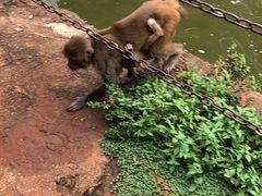 -海南热带野生动植物园