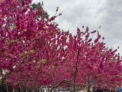 -上海市龙华烈士陵园