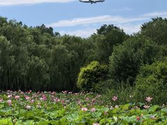 -东郊湿地公园