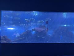 -重庆欢乐海底世界