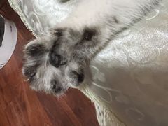 -关爱宠物医院·猫科中心·消化科(滨湖万达分院)