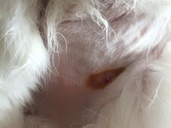 -北京赛佳动物医院