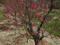 -南国桃园旅游度假区