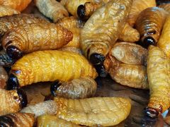 -昆虫窝子·特色云南菜(拓东路总店)