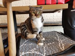 -平行世界·猫咖(首经贸店)